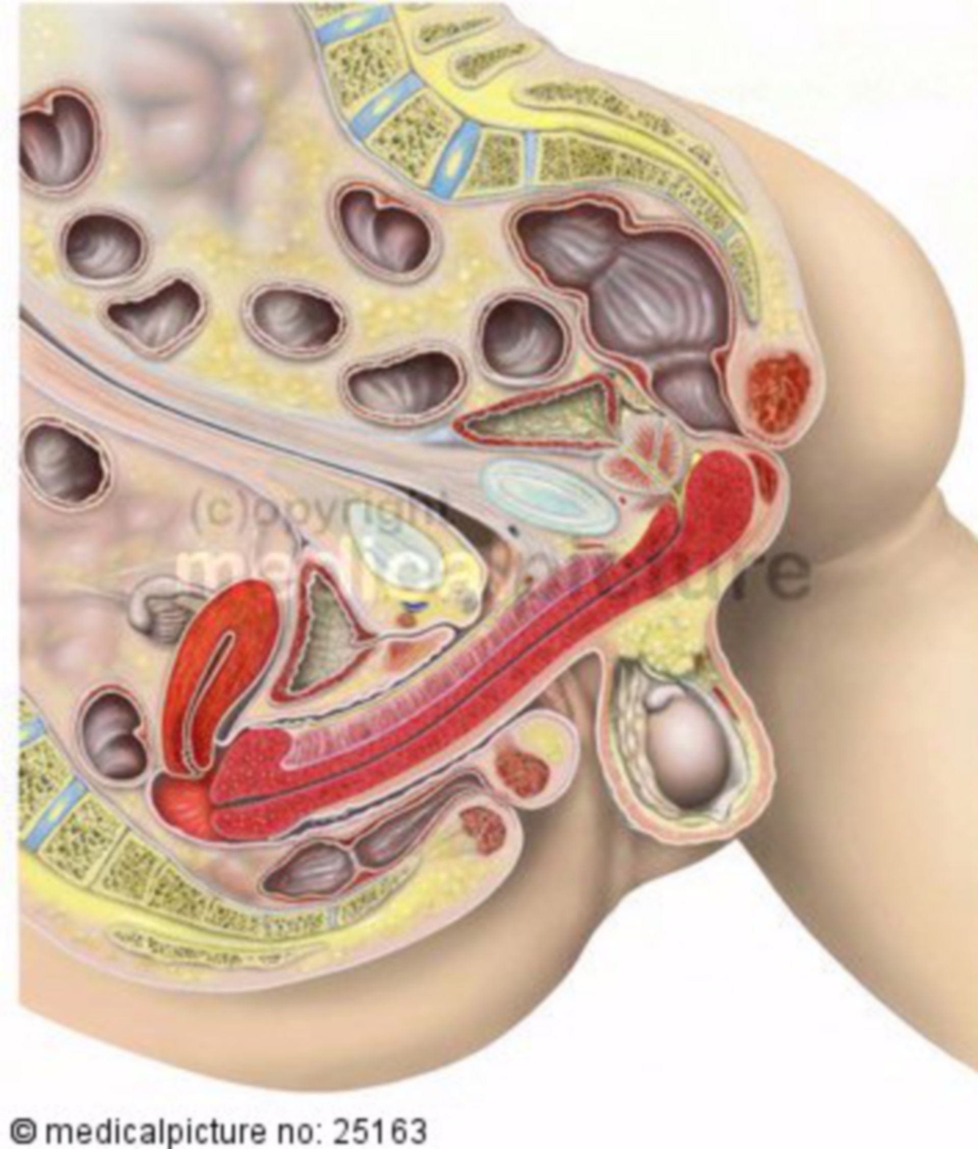 Sagittal section during intercourse 