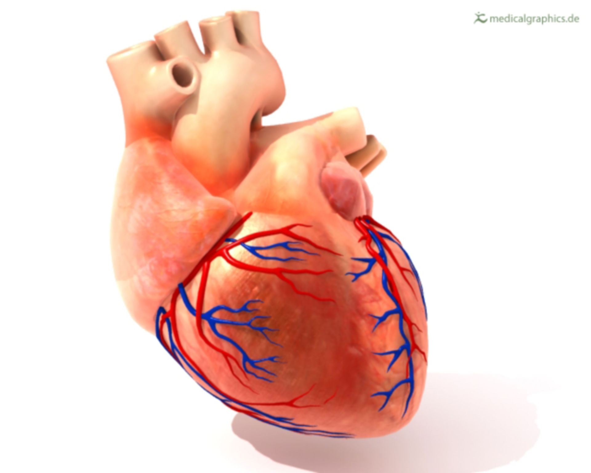 Heart (illustration)