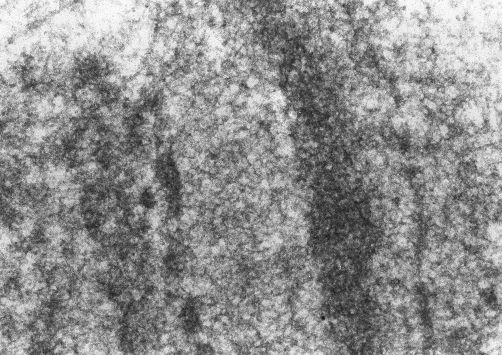 Drosophila melanogaster (Polytene chromosome) - CIL:25326