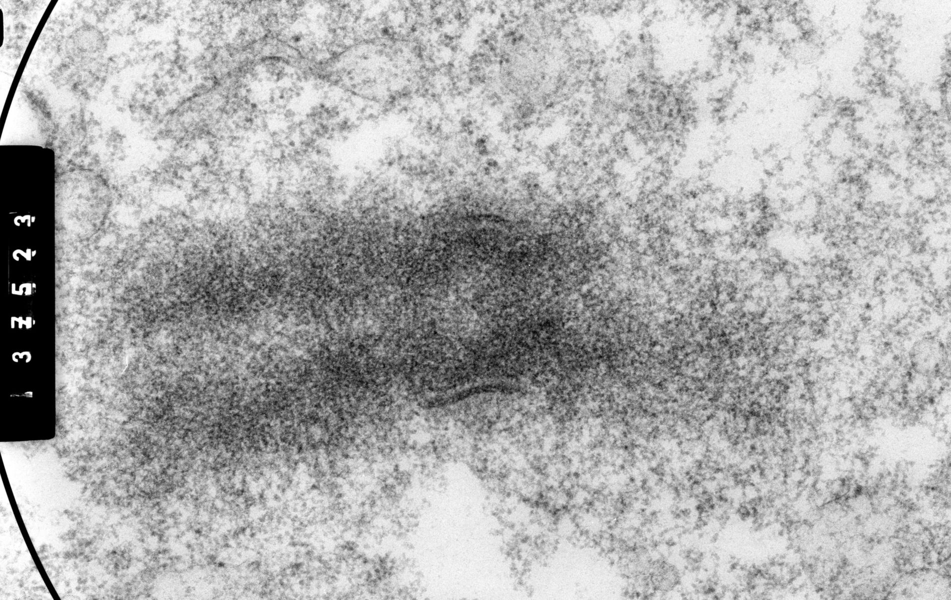 Cricetulus griseus (Nuclear chromosome) - CIL:35558