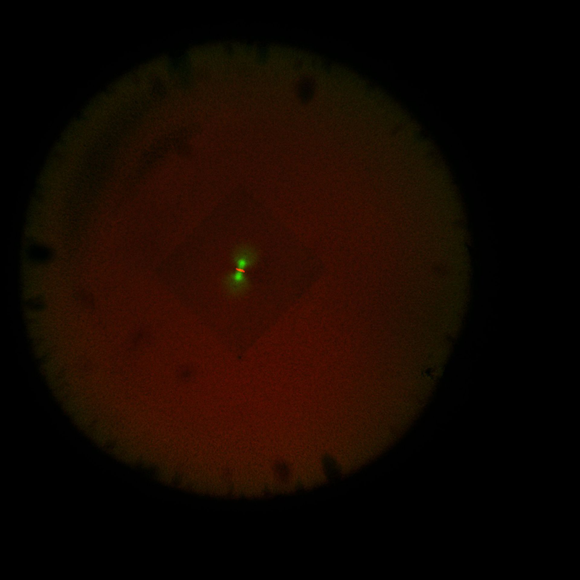 Xenopus laevis (DNA) - CIL:36548