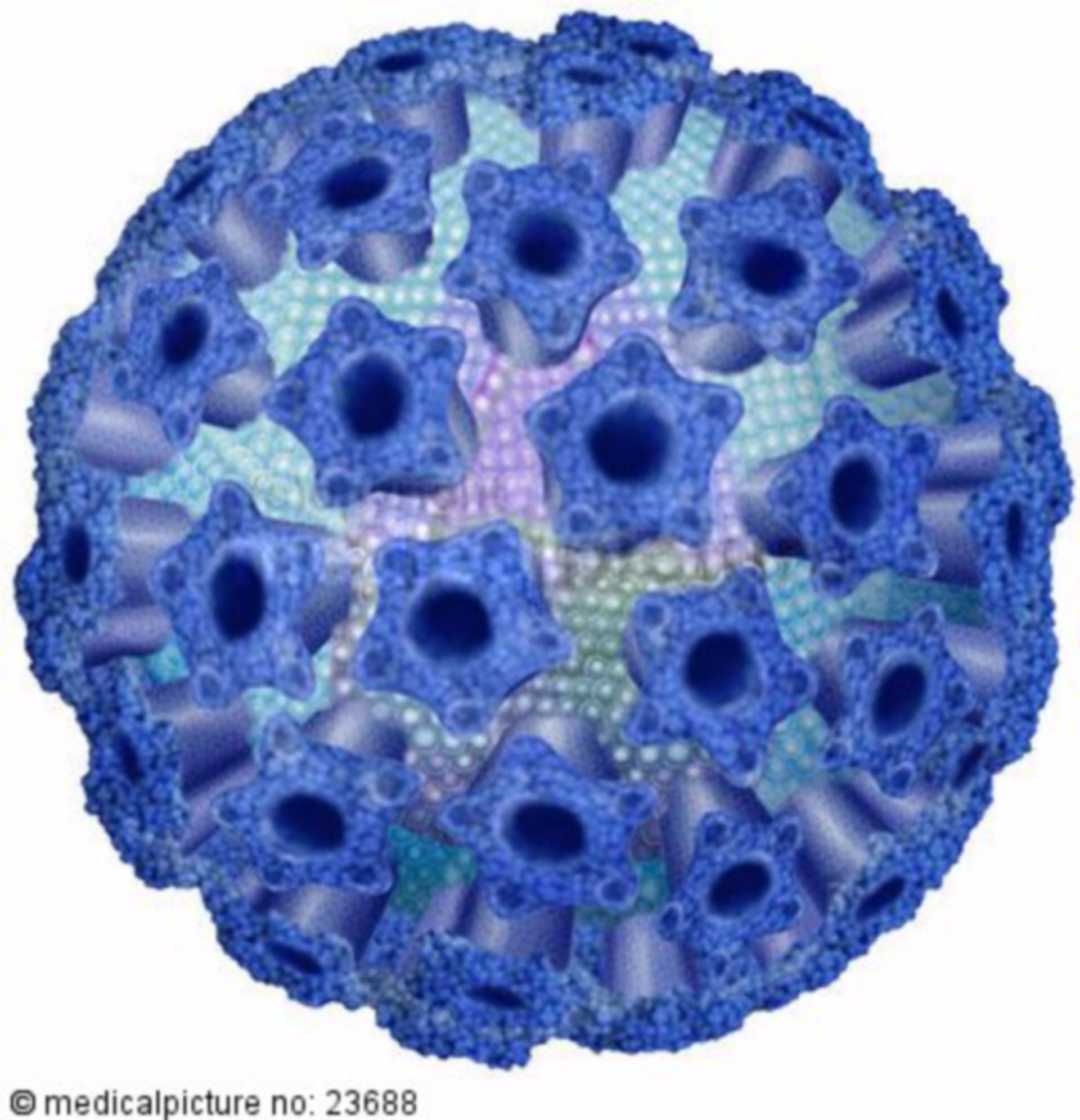  Humanes Papilloma Virus, HPV 
