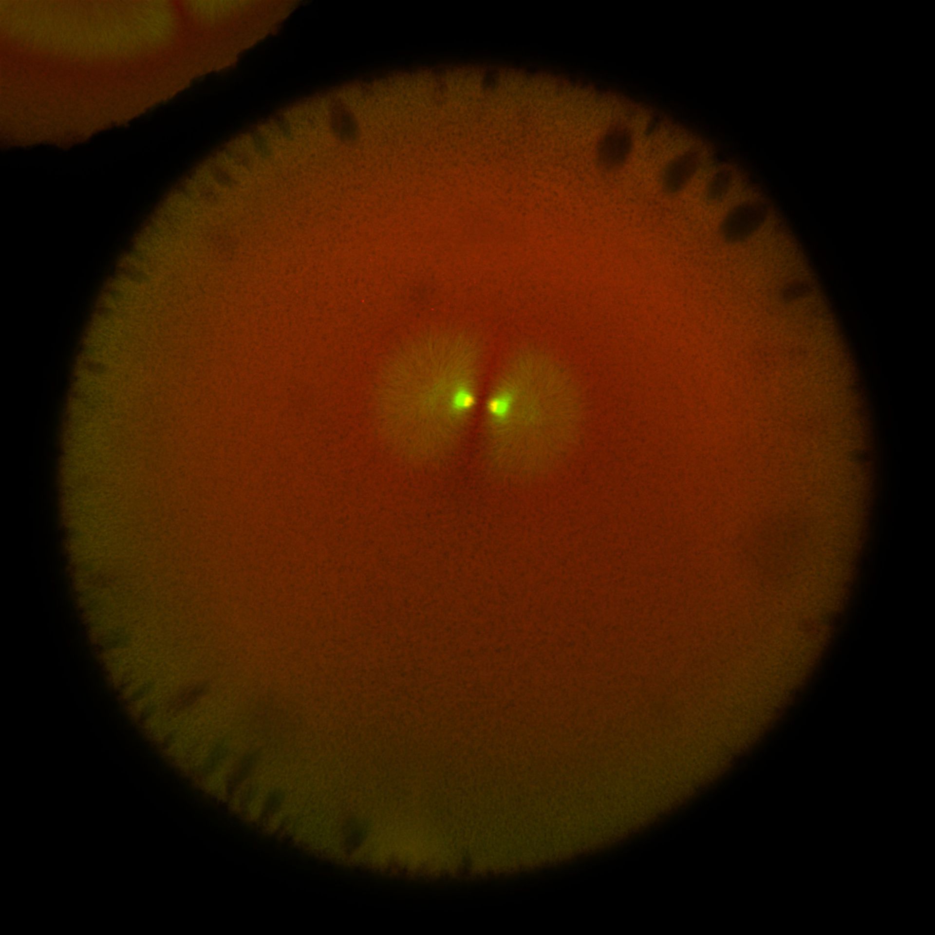 Xenopus laevis (DNA) - CIL:36566