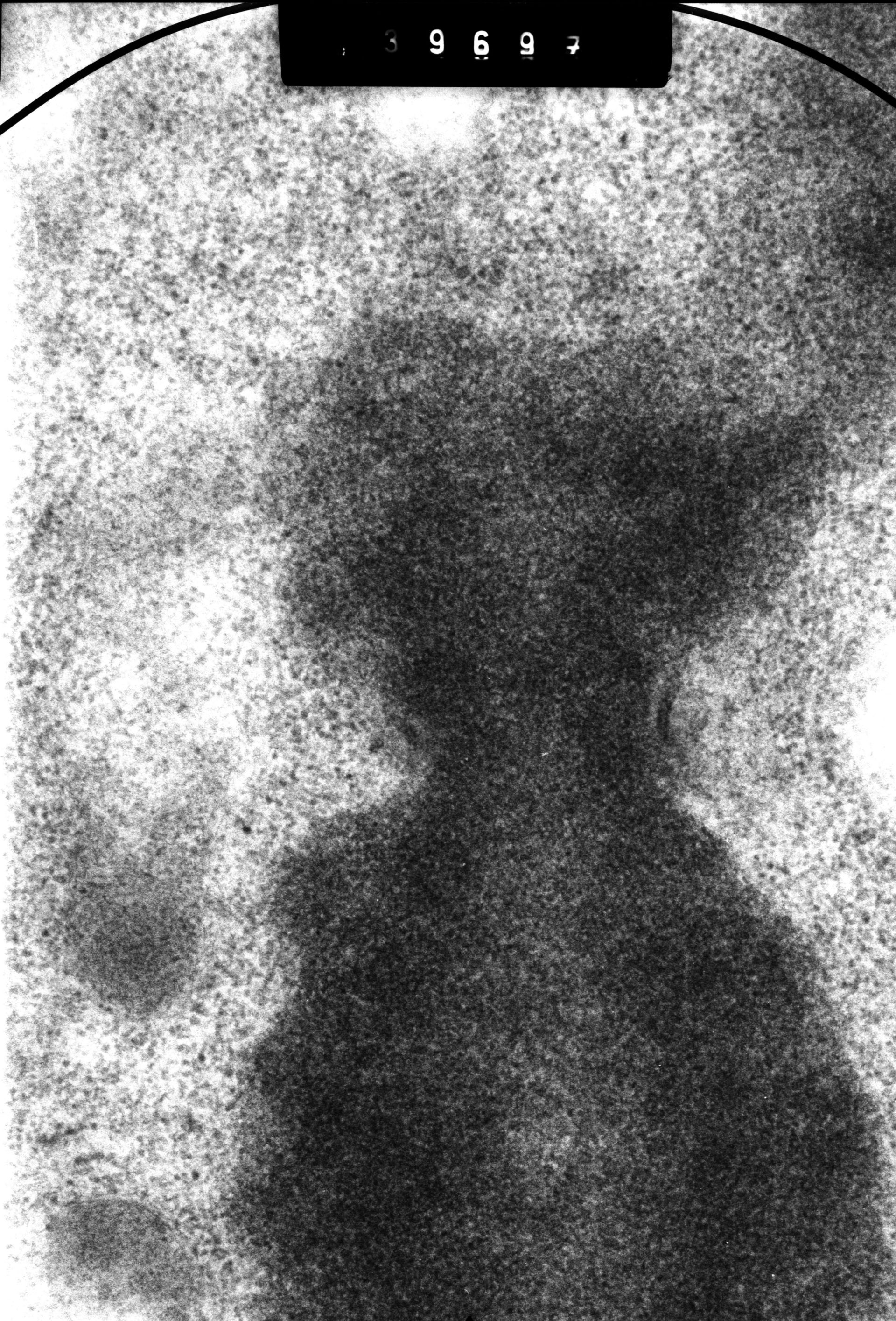 Cricetulus griseus (Kinetochore) - CIL:41484