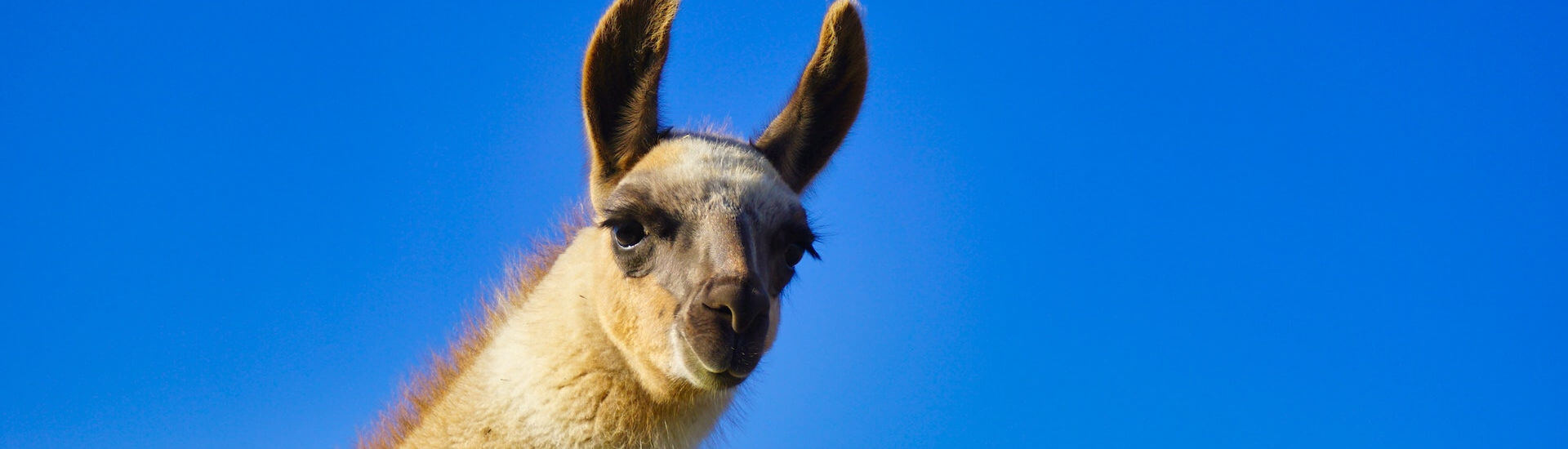 COPD: Mit dem LABA LAMA zum Erfolg - DocCheck