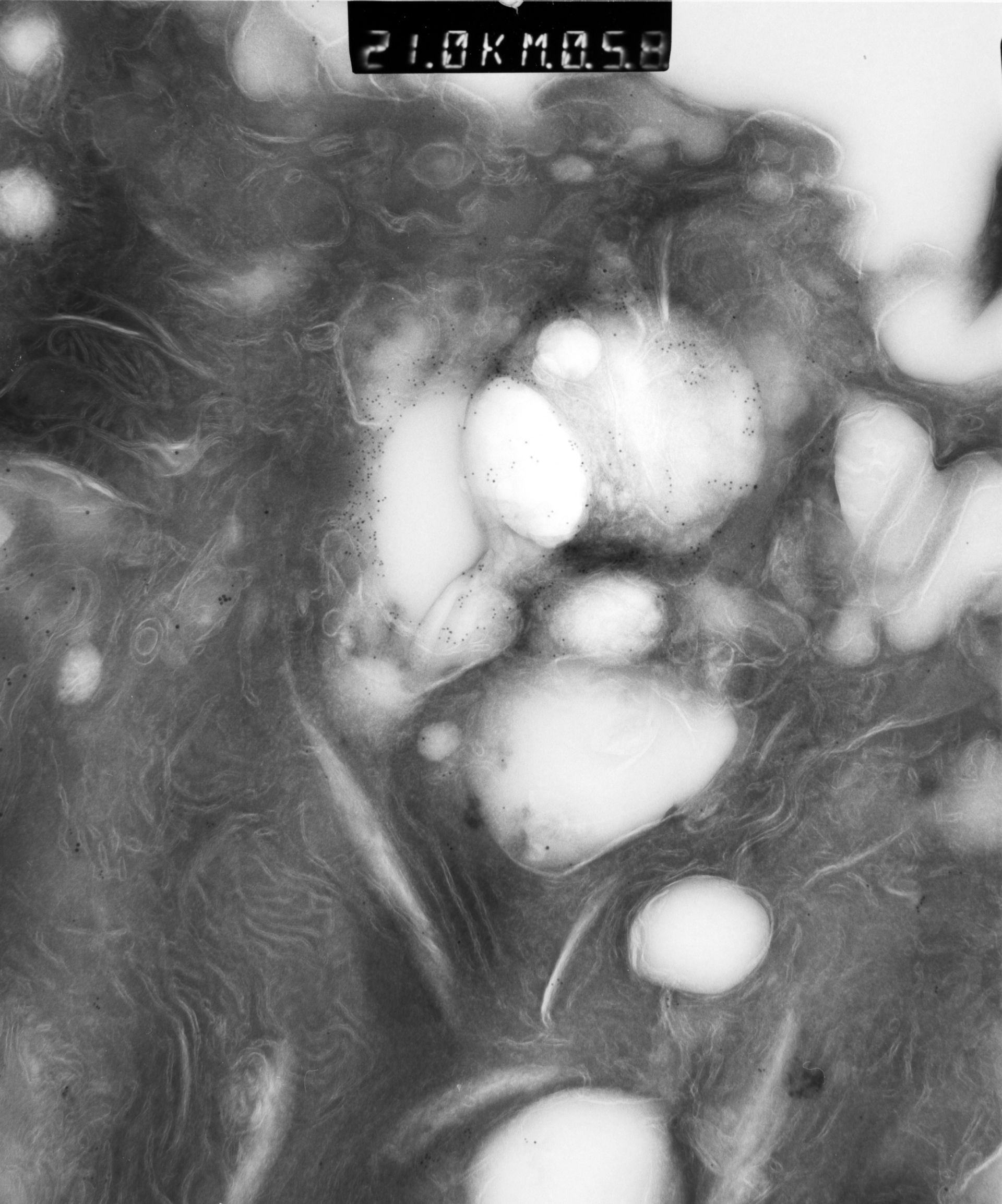 Rattus rattus (Mitochondrion) - CIL:12935