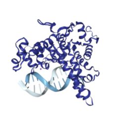 Exonuklease 1 DocCheck Flexikon