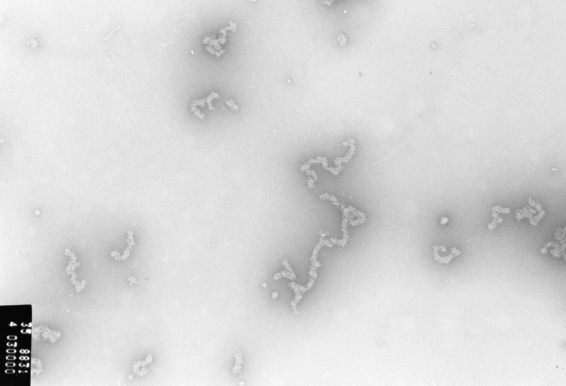 Necturus maculosus (Nucleate erythrocyte) - CIL:707