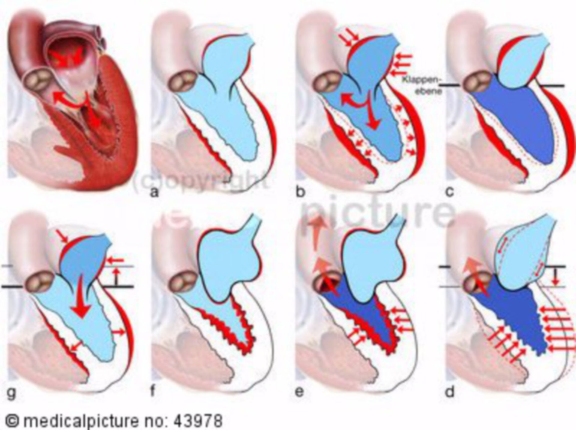Contraction and pumping of the heart
