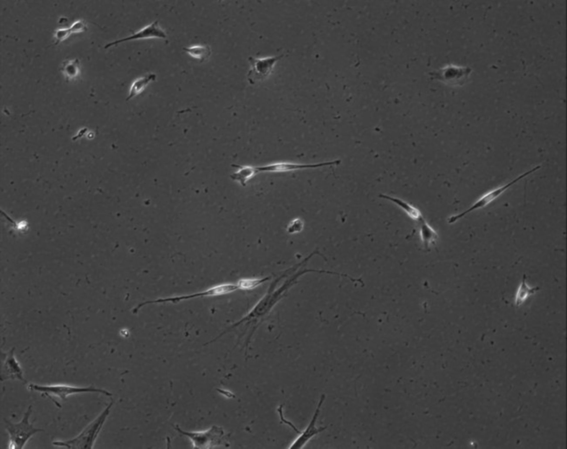 Mus musculus (Extracellular matrix part) - CIL:7896