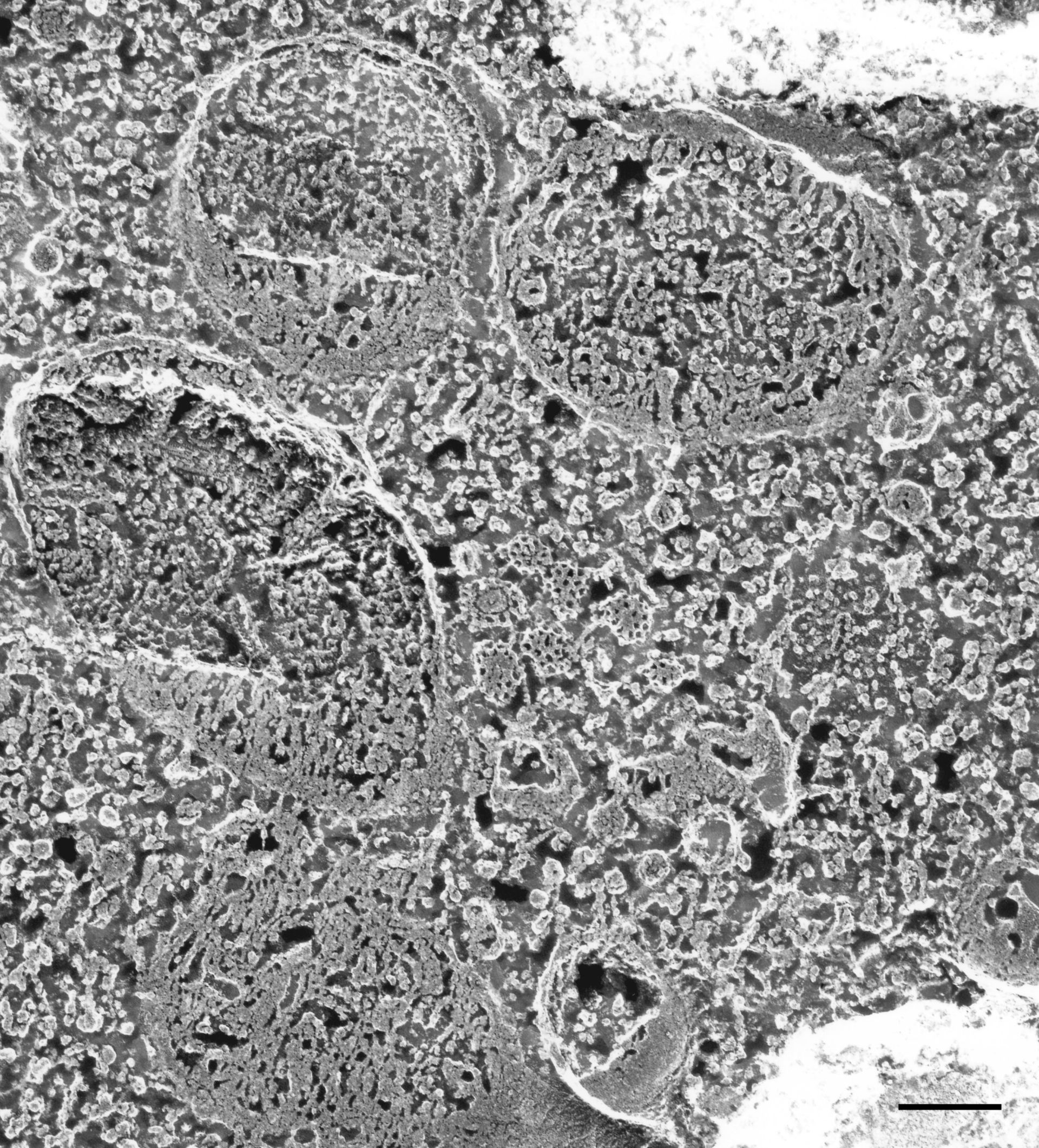 Paramecium multimicronucleatum (Endosome) - CIL:21666