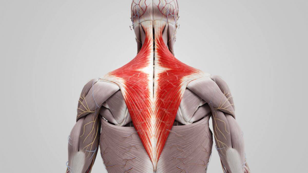 R ckenmuskulatur Der Menschlichen Anatomie Sobotta Arbeitsbuch