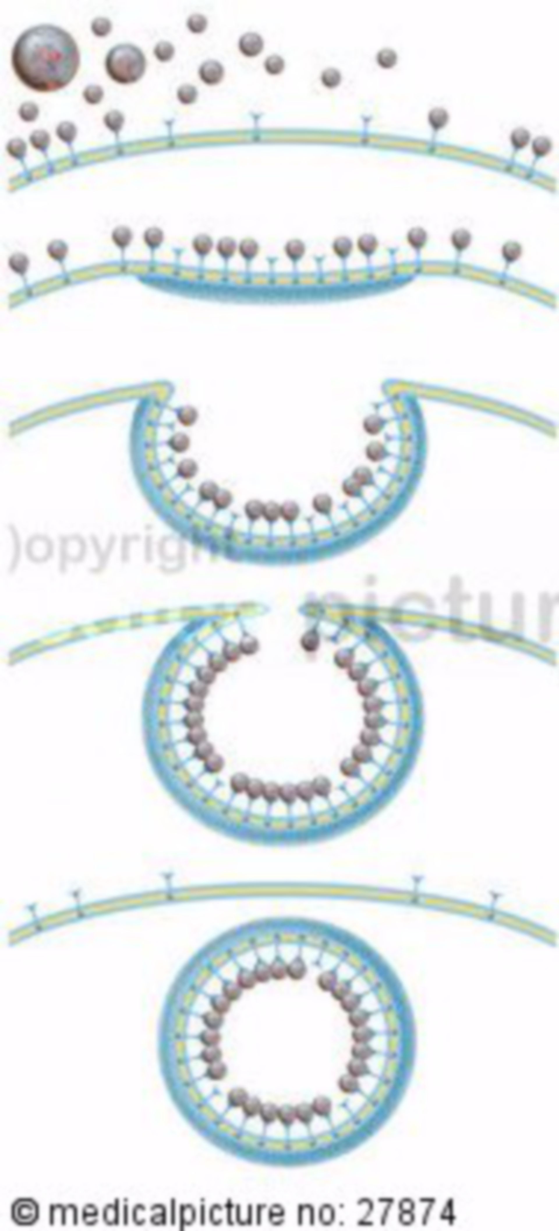 Receptor-mediated Endocytosis