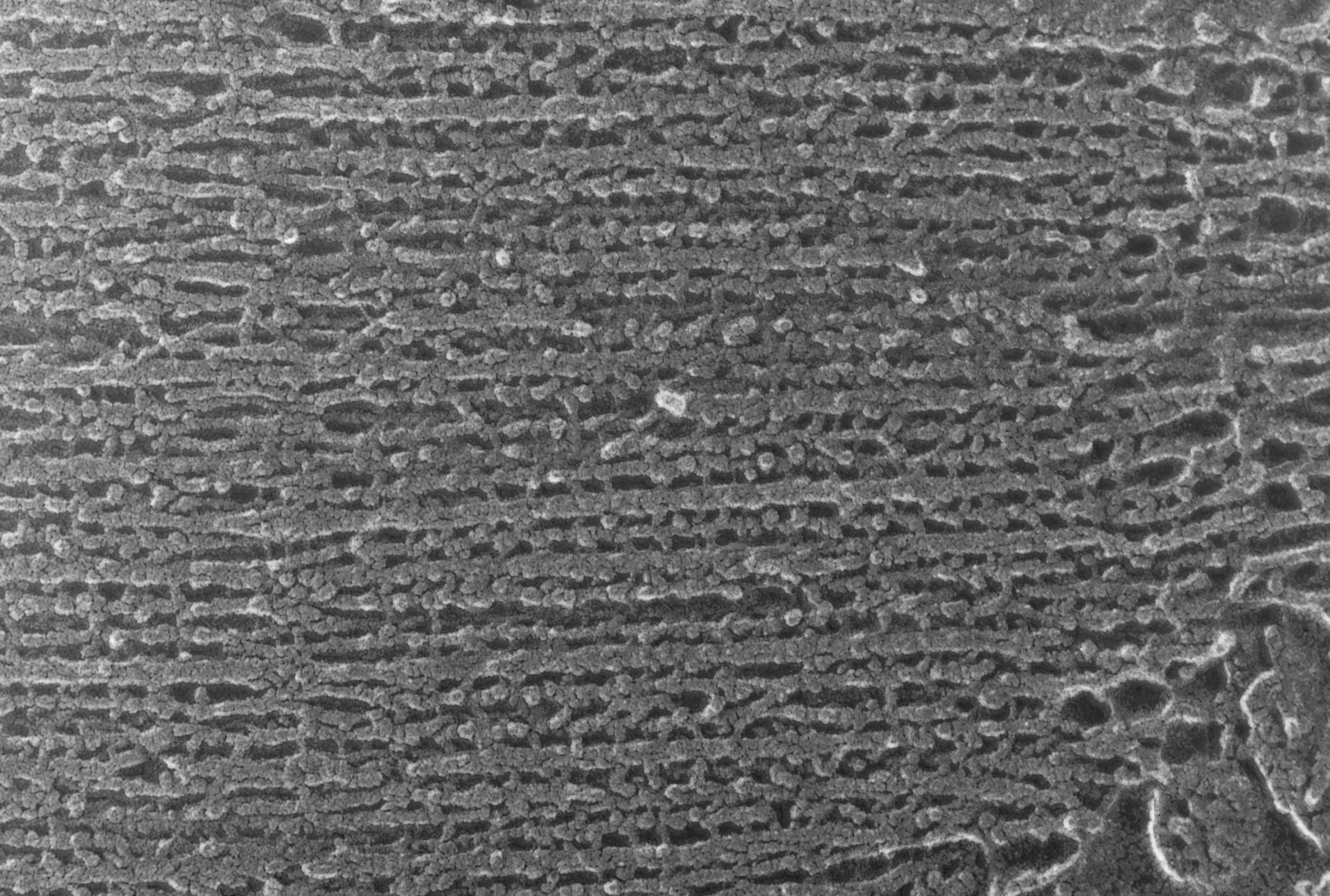 Oryctolagus cuniculus (Cytoskeleton) - CIL:2873