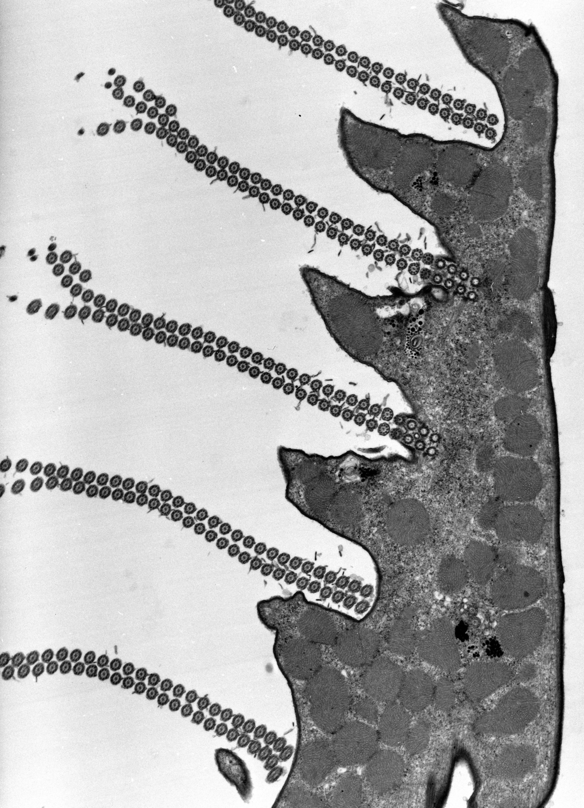 Euplotes sp. (Cell cortex) - CIL:38891