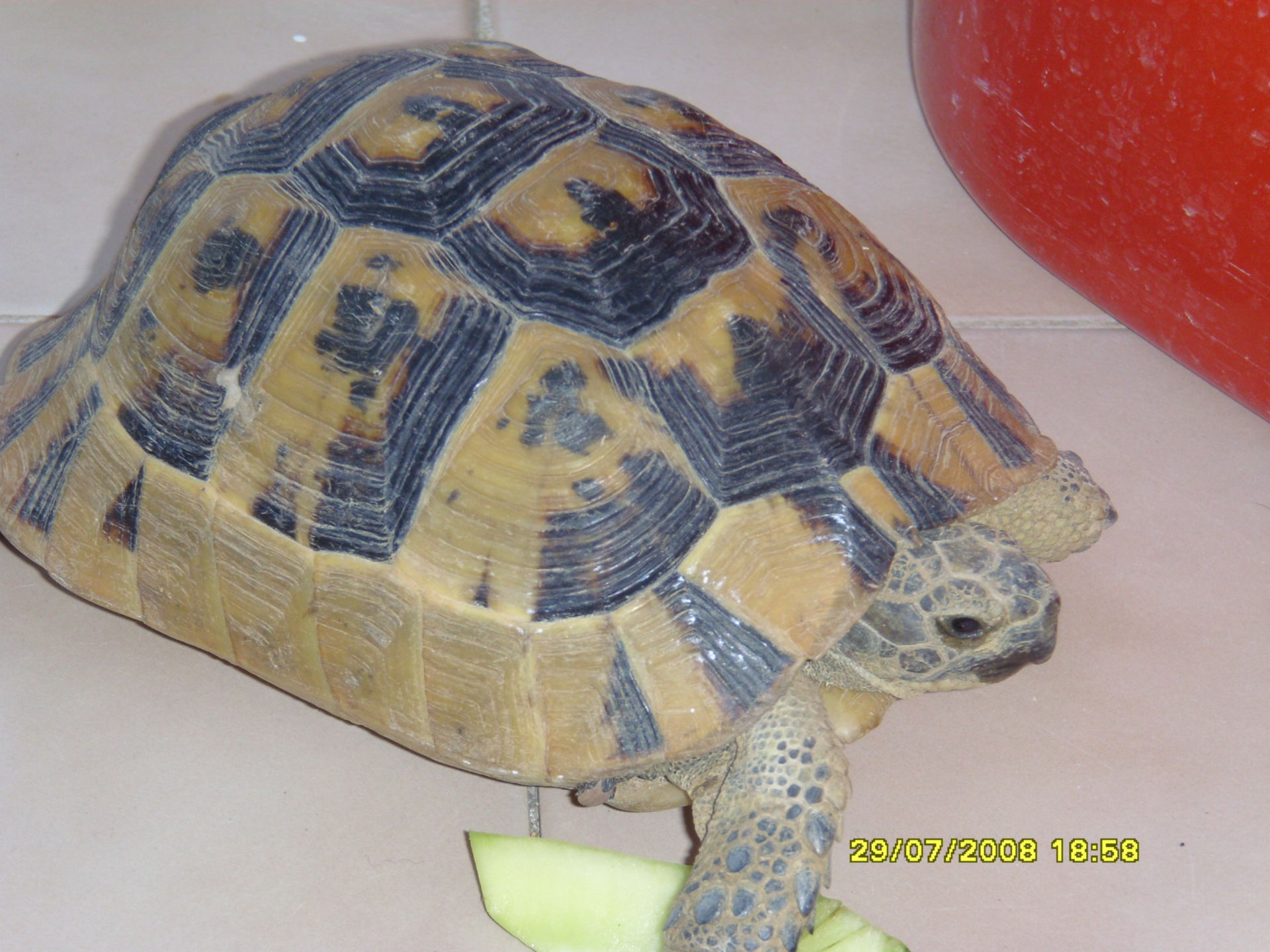 thighed tortoise