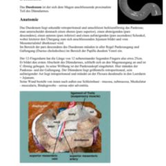 Duodenum Schwein Doccheck Flexikon