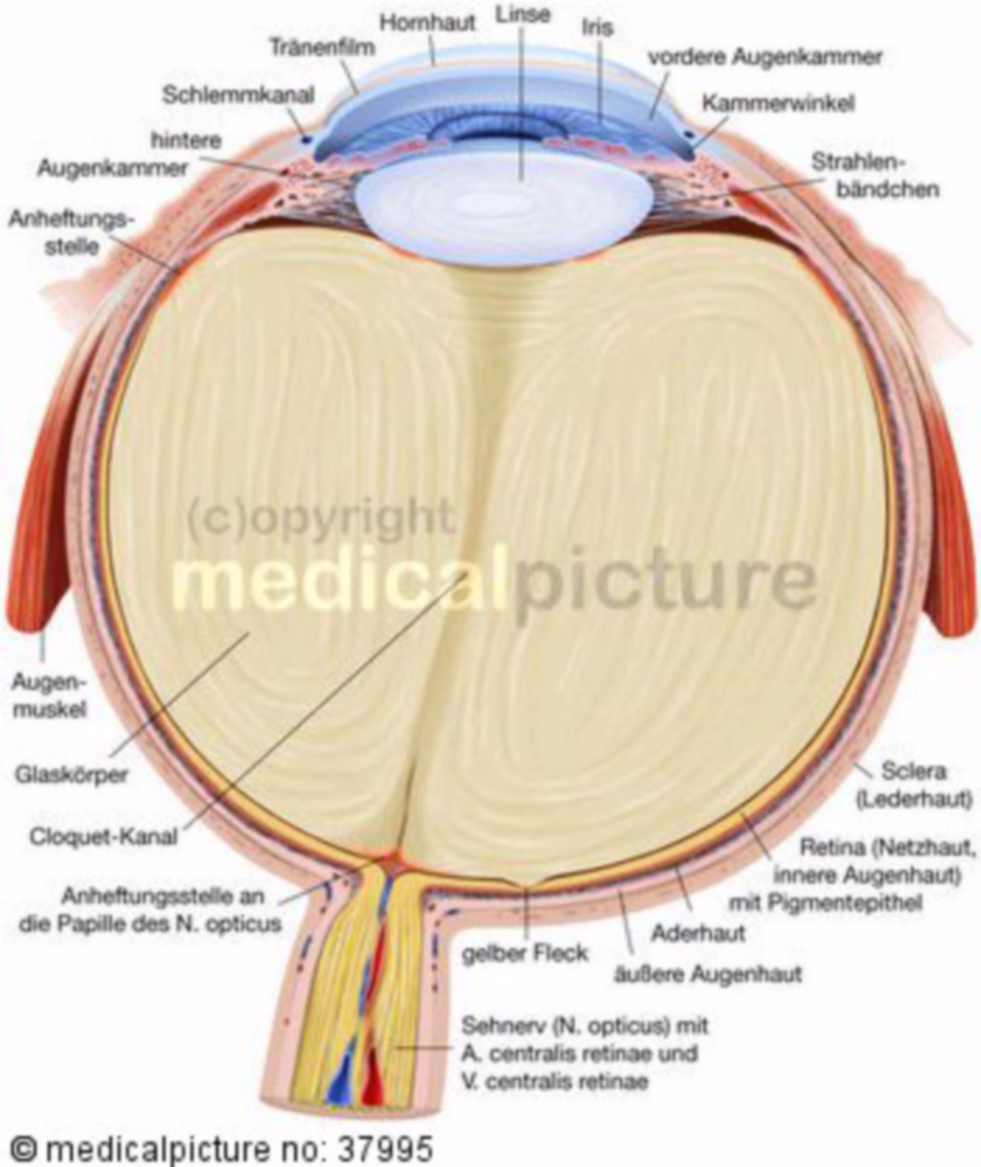 Longitudinal Section of an Eye