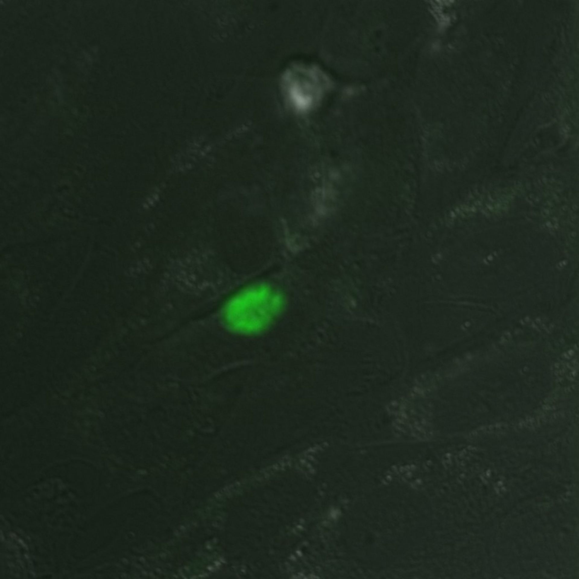 Toxoplasma gondii RH (Cortical microtubule) - CIL:10468