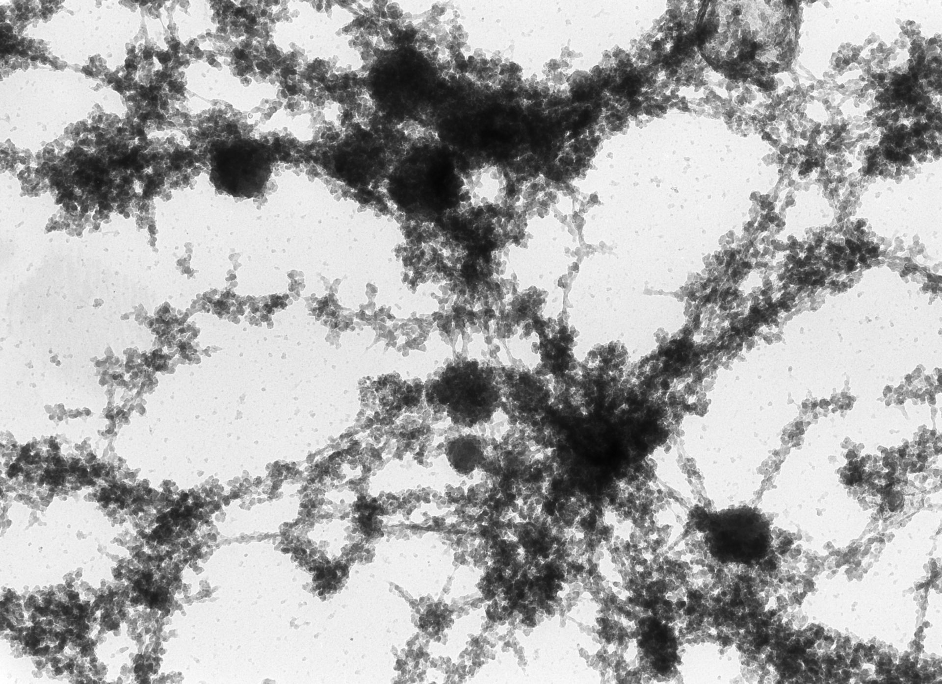 Notophthalmus viridescens (Lampbrush chromosomes) - CIL:10715