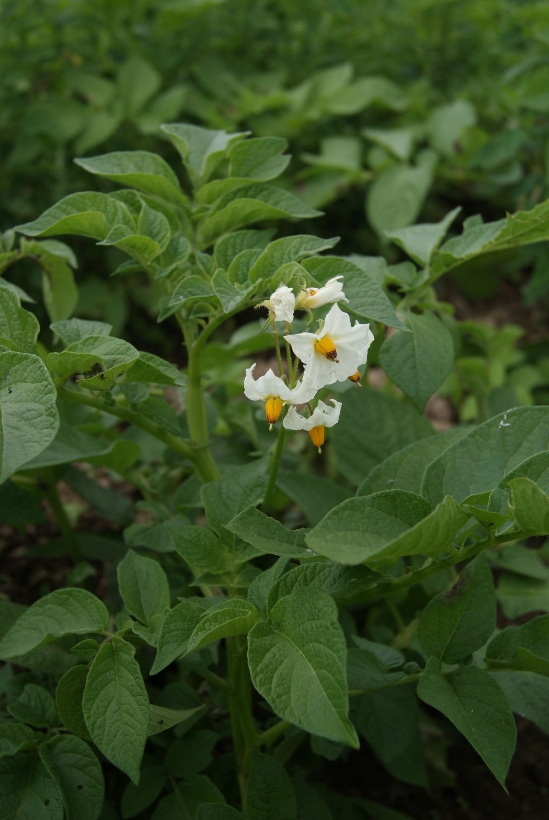 Kartoffel (Solanum tuberosum)