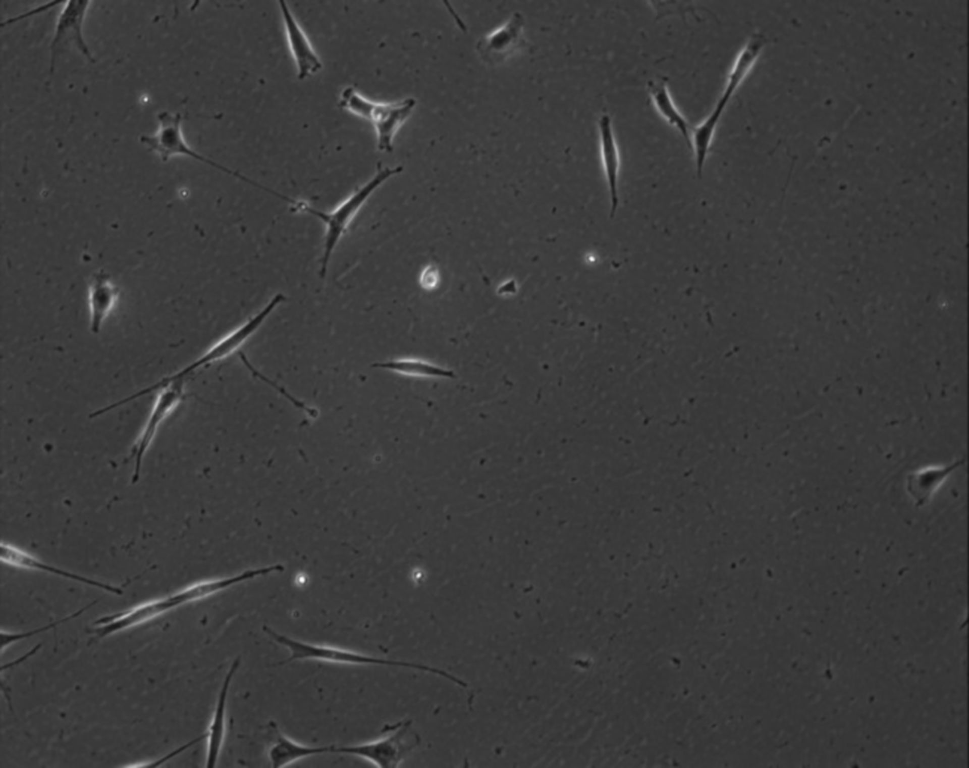 Mus musculus (Extracellular matrix part) - CIL:7818