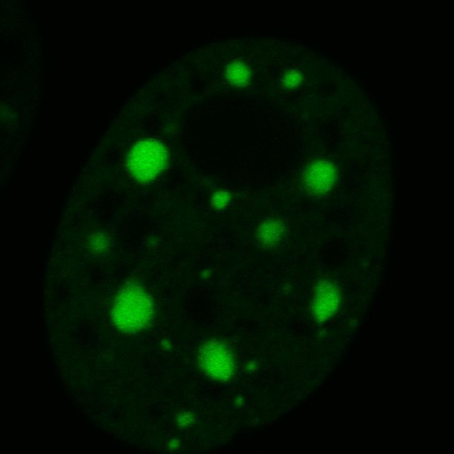 Mus musculus (Nuclear chromatin) - CIL:8046