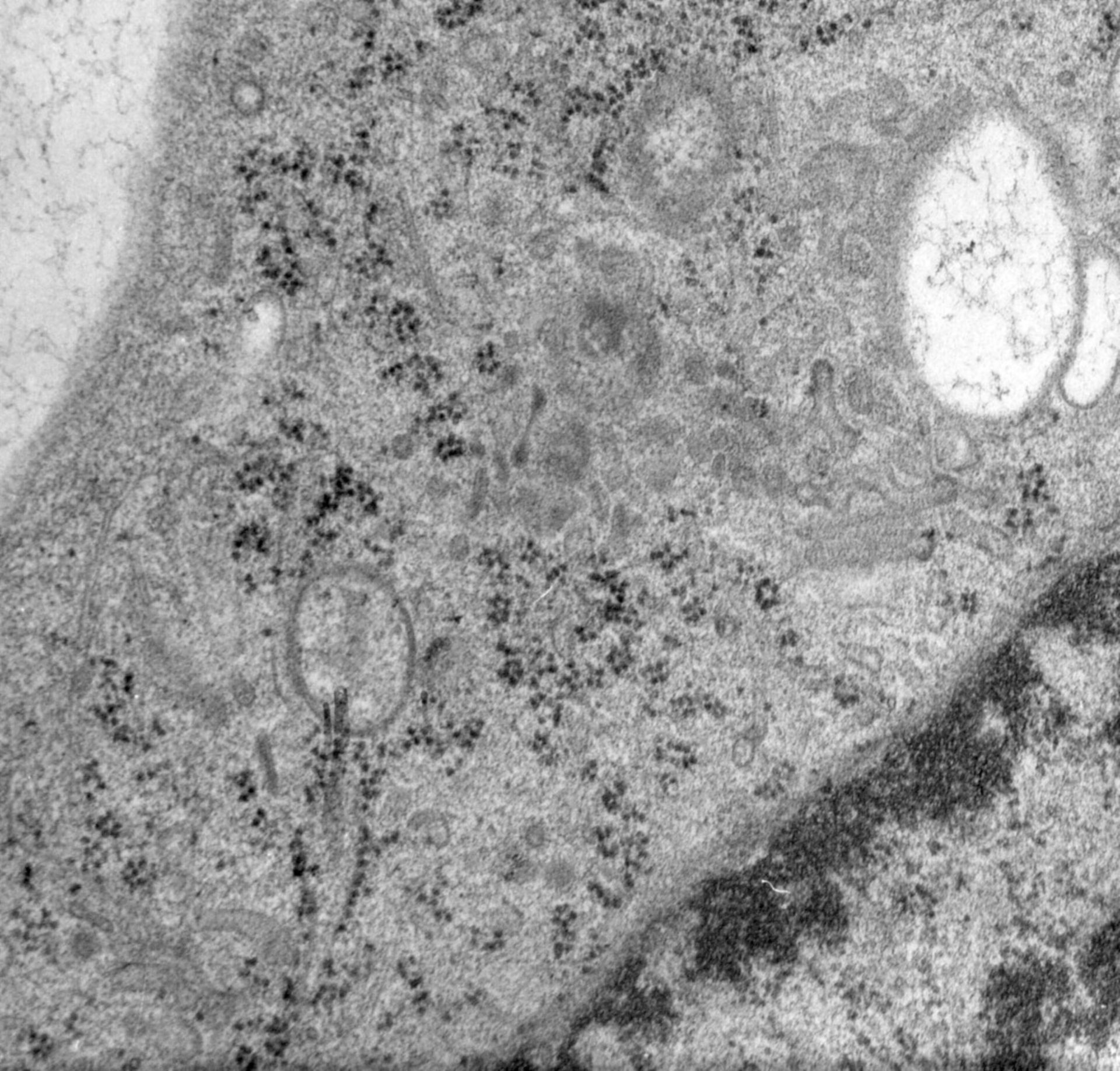 Rattus norvegicus (Golgi cisterna) - CIL:24763