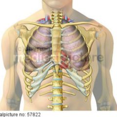lungenfl-gel-doccheck-flexikon
