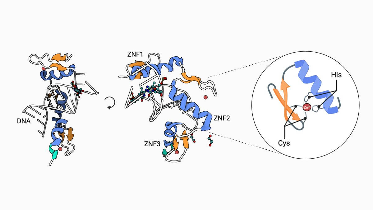 Egr1 Zinkfinger im Komplex mit methylierter DNA