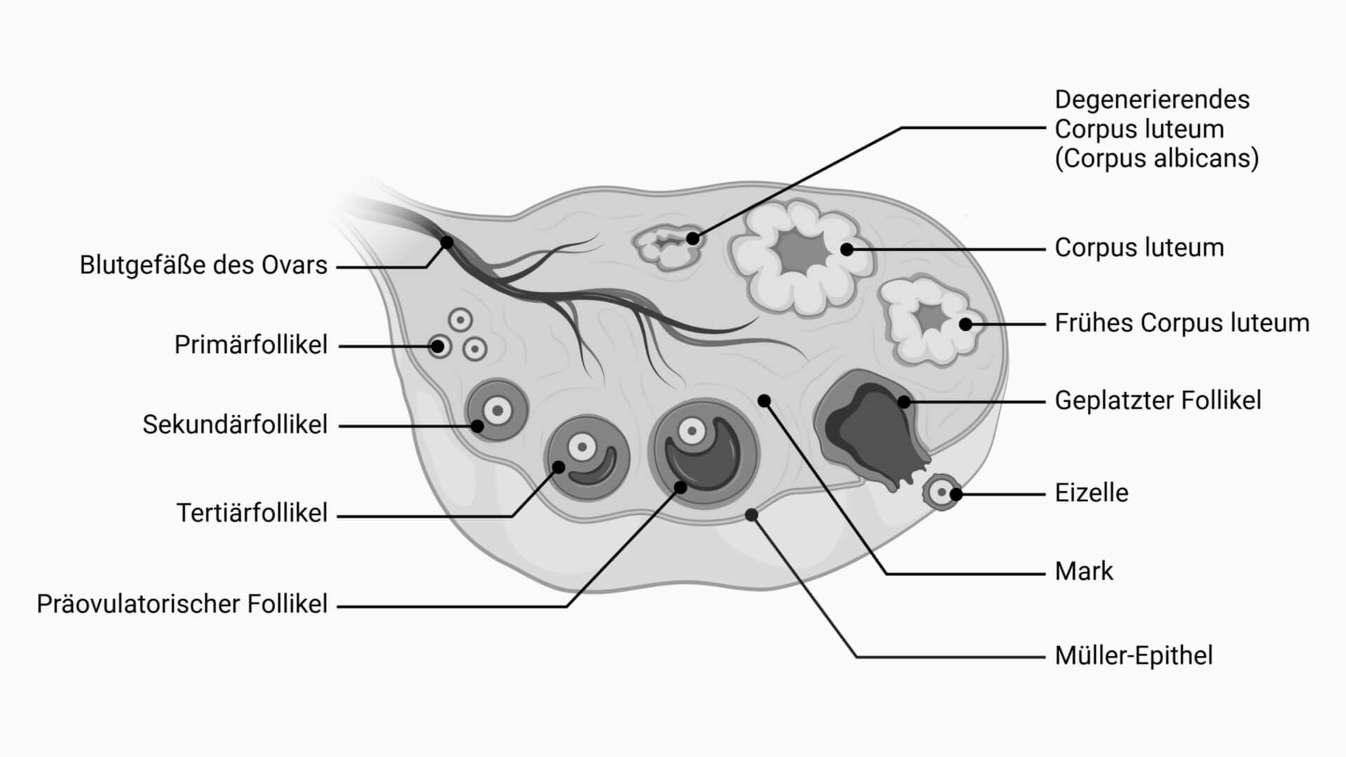 Anatomie des Ovars