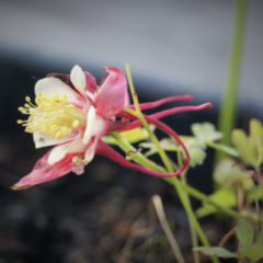 Akelei DocCheck Flexikon