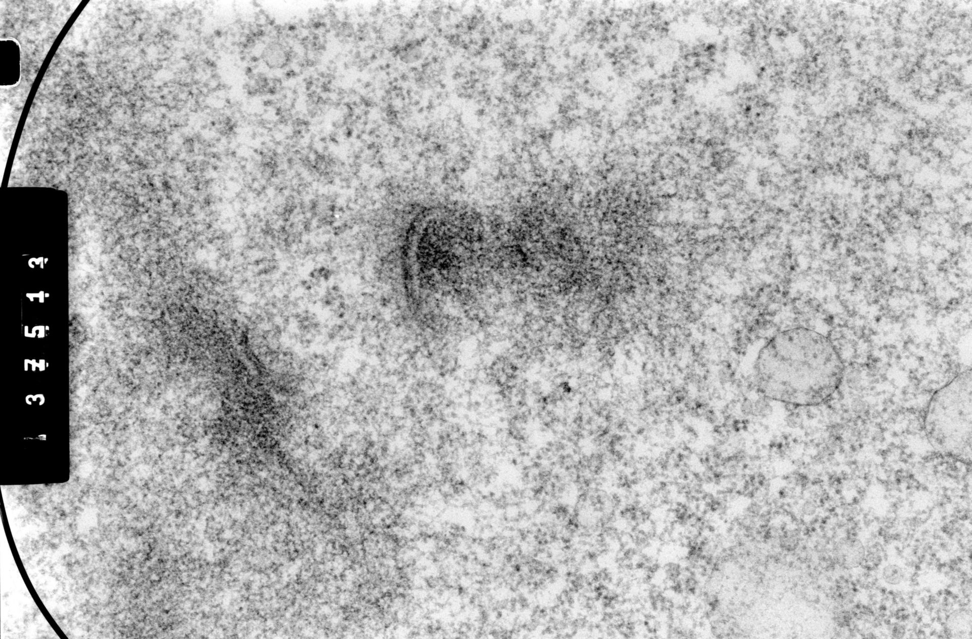 Cricetulus griseus (Nuclear chromosome) - CIL:35552