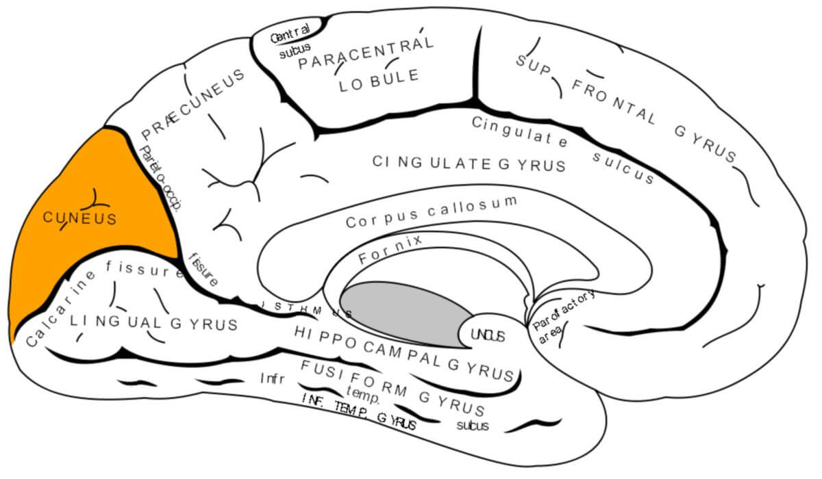 Cuneus