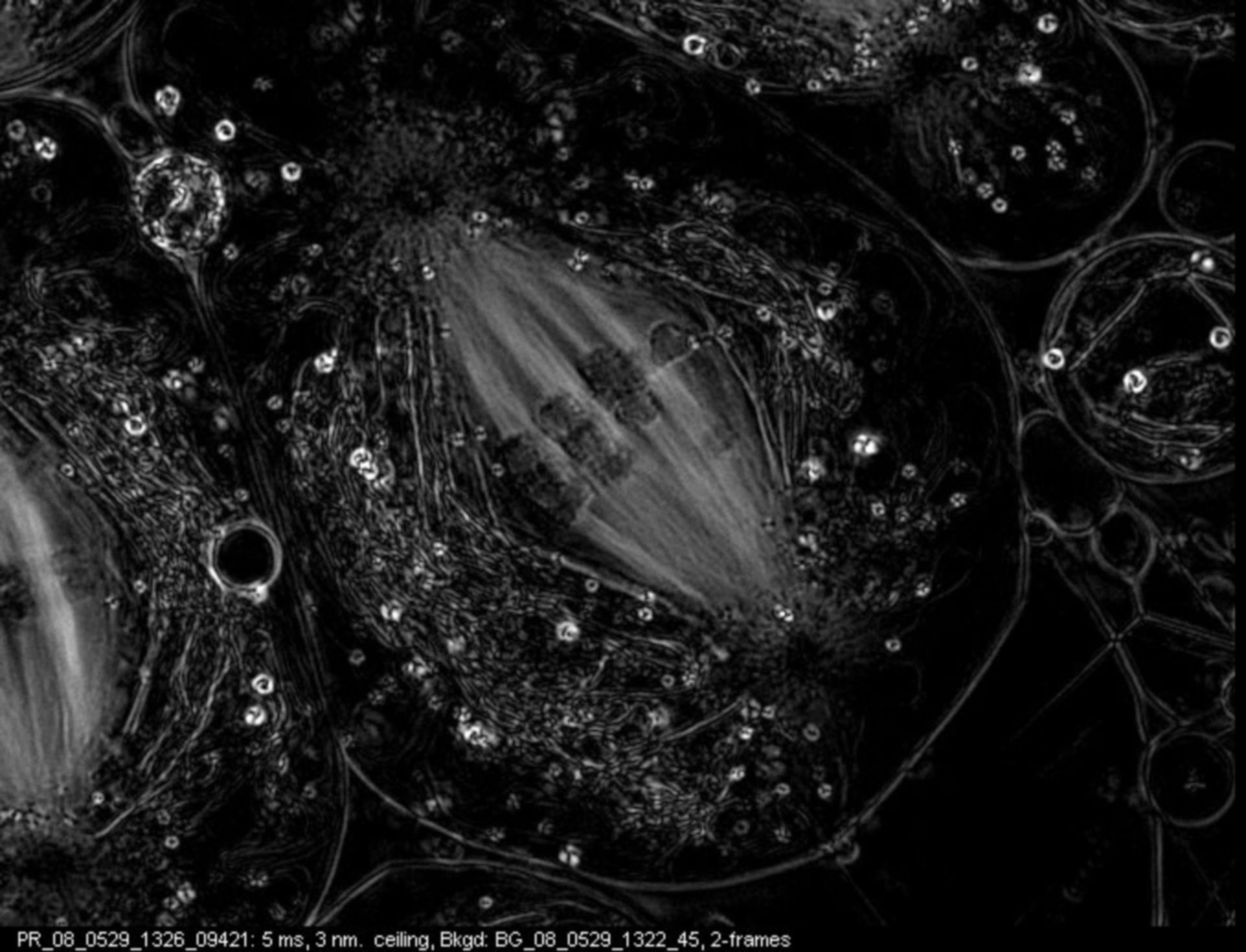 Nephrotoma suturalis (Nuclear chromosome) - CIL:12027