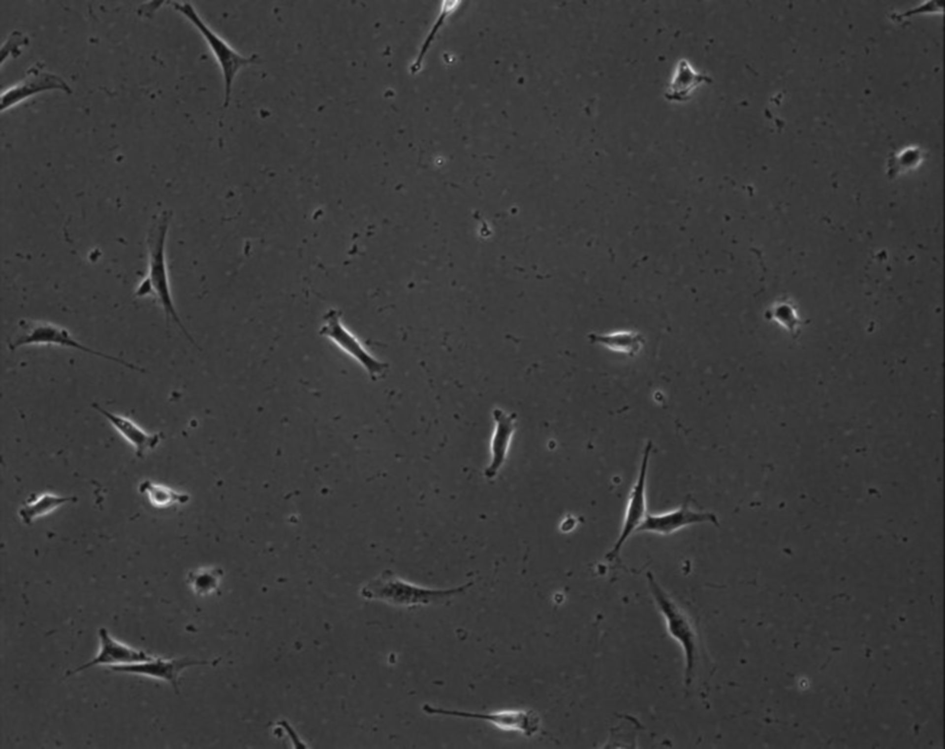 Mus musculus (Extracellular matrix part) - CIL:8892