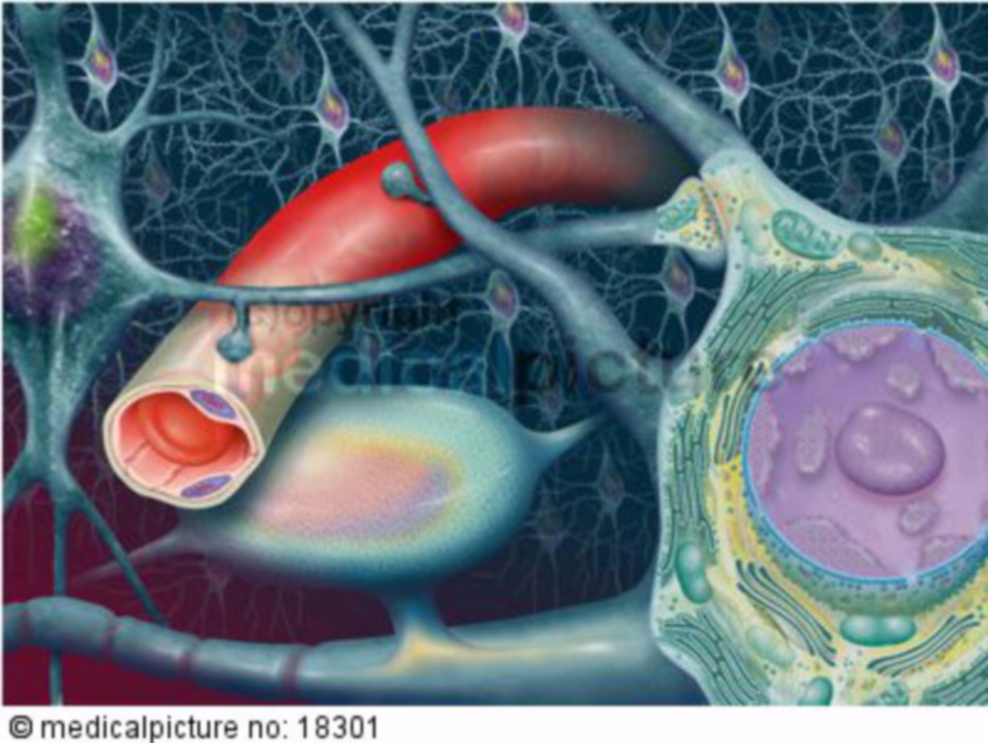 Nervenzellen 
