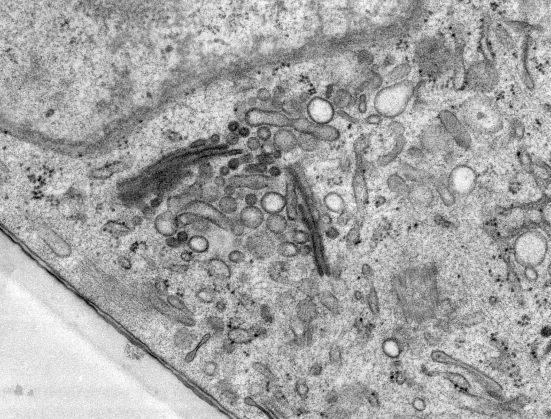 Rattus norvegicus (Golgi cisterna) - CIL:24526
