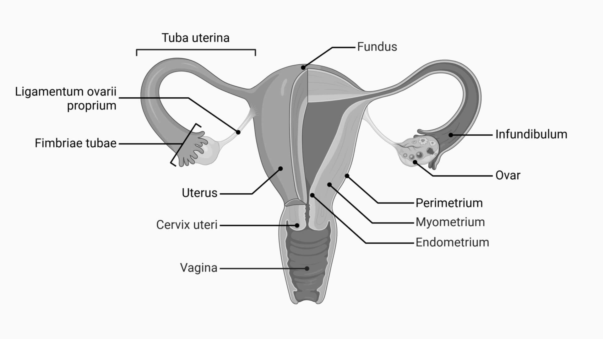 Anatomie des weiblichen Fortpflanzungssystems