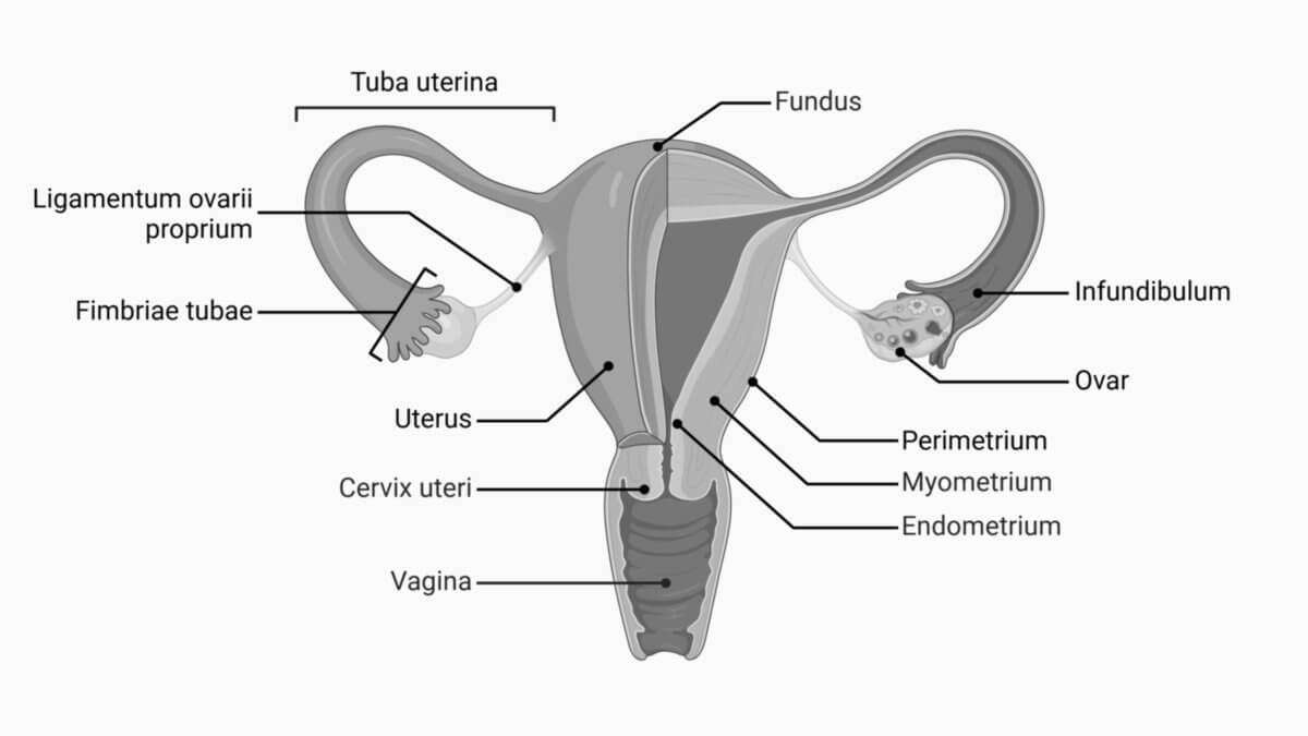 Anatomie des weiblichen Fortpflanzungssystems