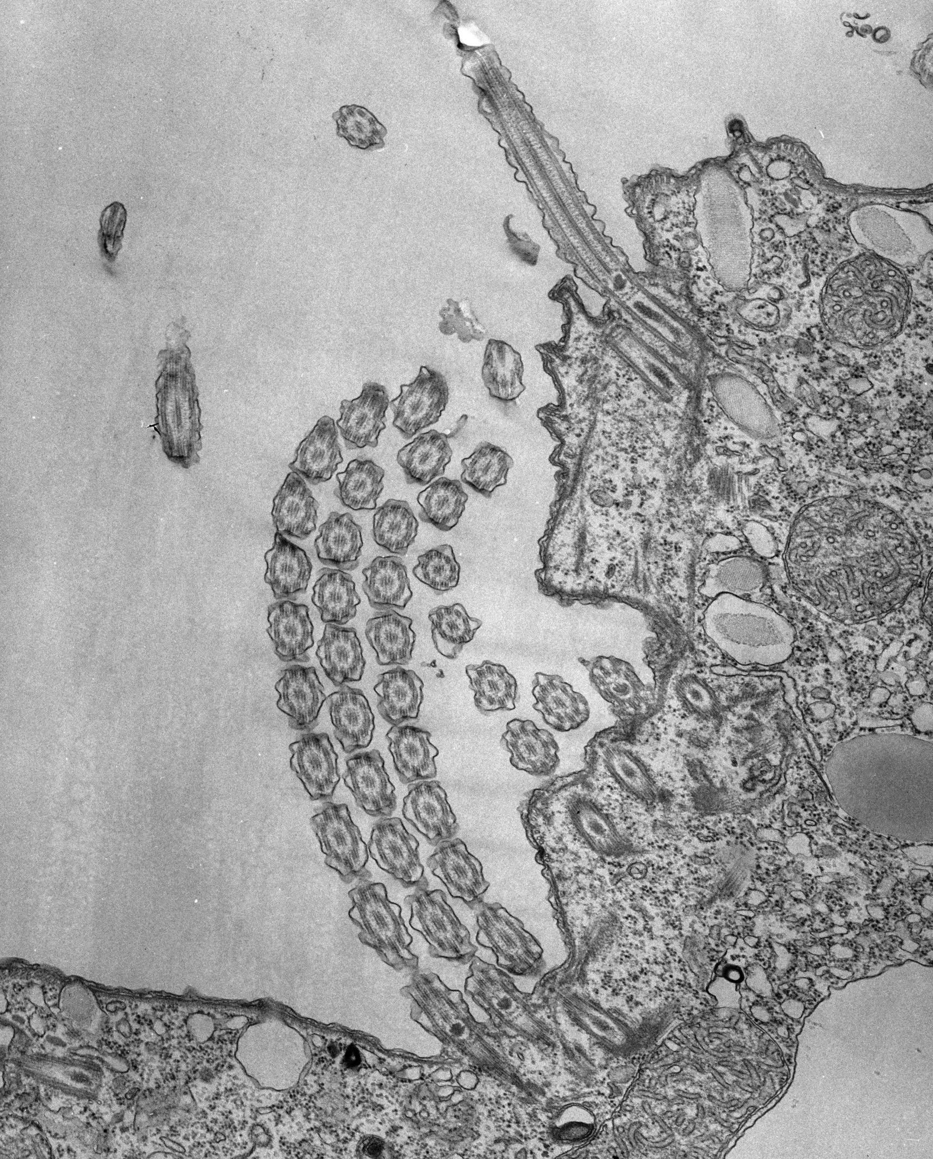 Tetrahymena pyriformis (Cortical microtubule) - CIL:34746