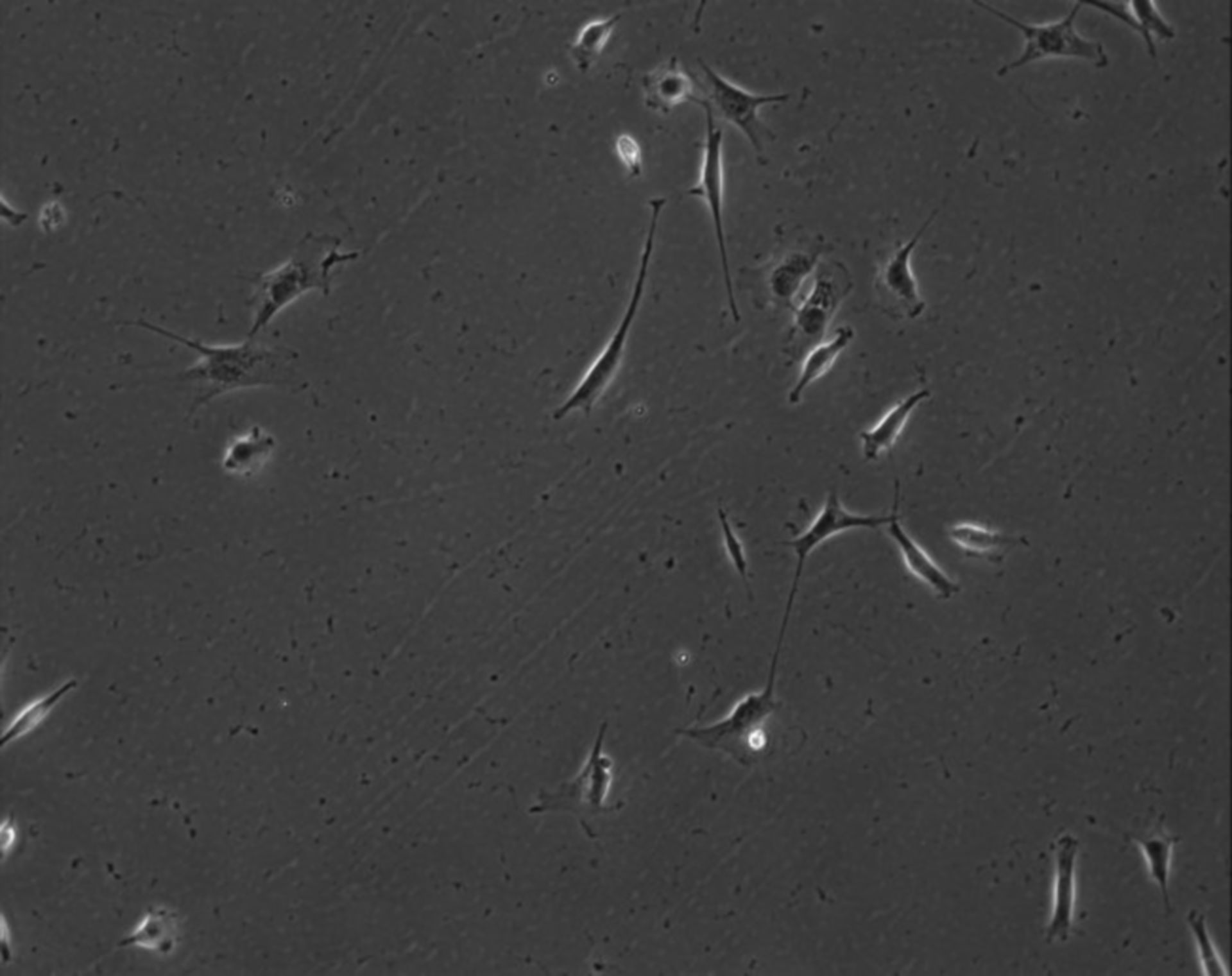 Mus musculus (Extracellular matrix part) - CIL:7863