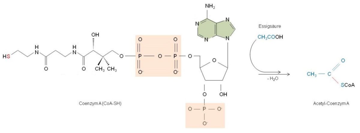 Bildung von Acetyl-Coenzym A