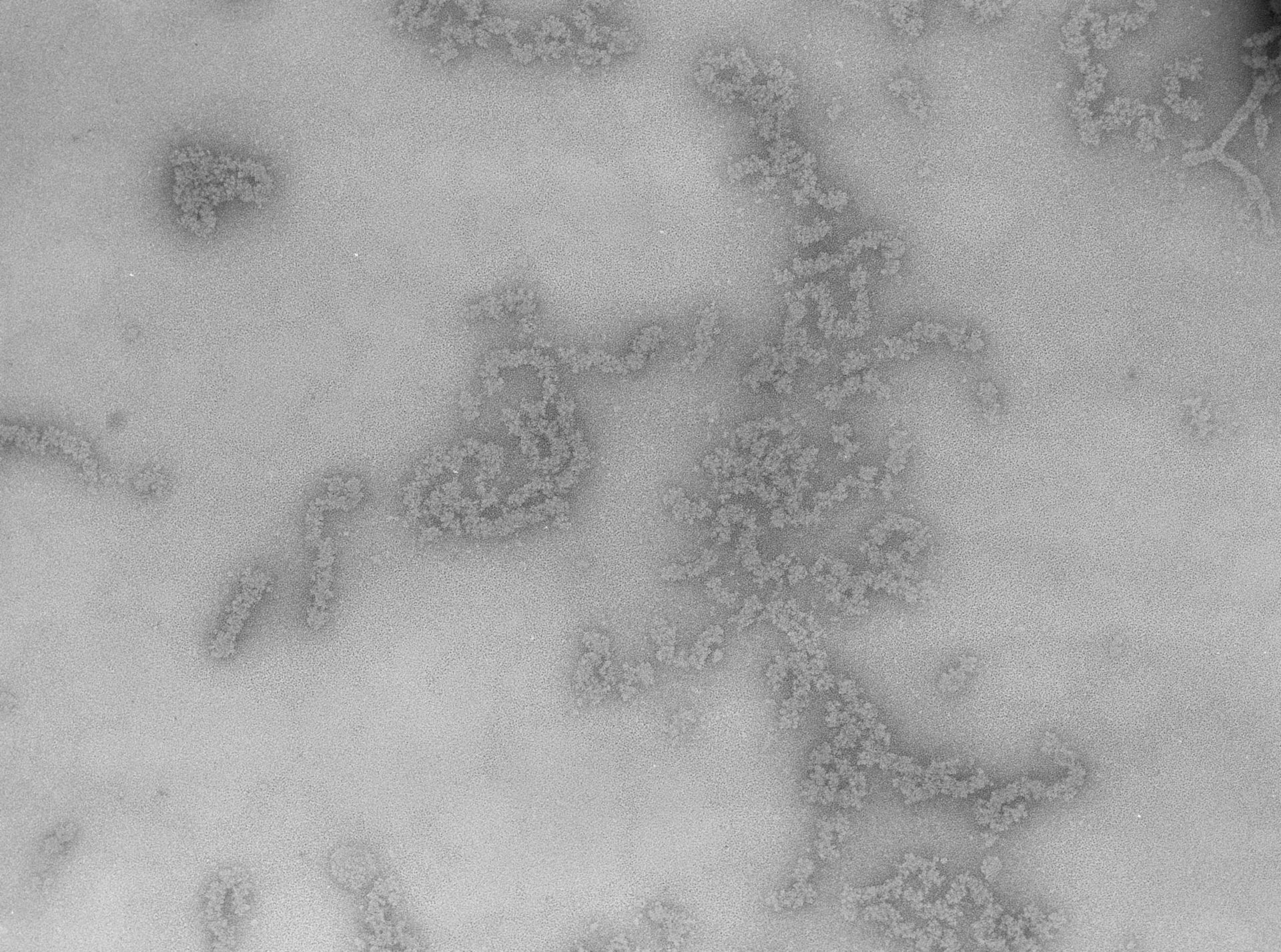 Necturus maculosus (Nucleate erythrocyte) - CIL:715