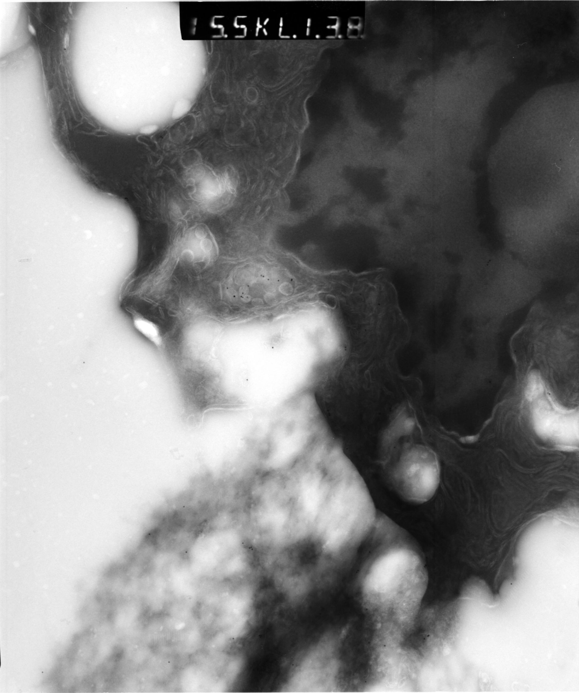 Rattus rattus (Mitochondrion) - CIL:12929