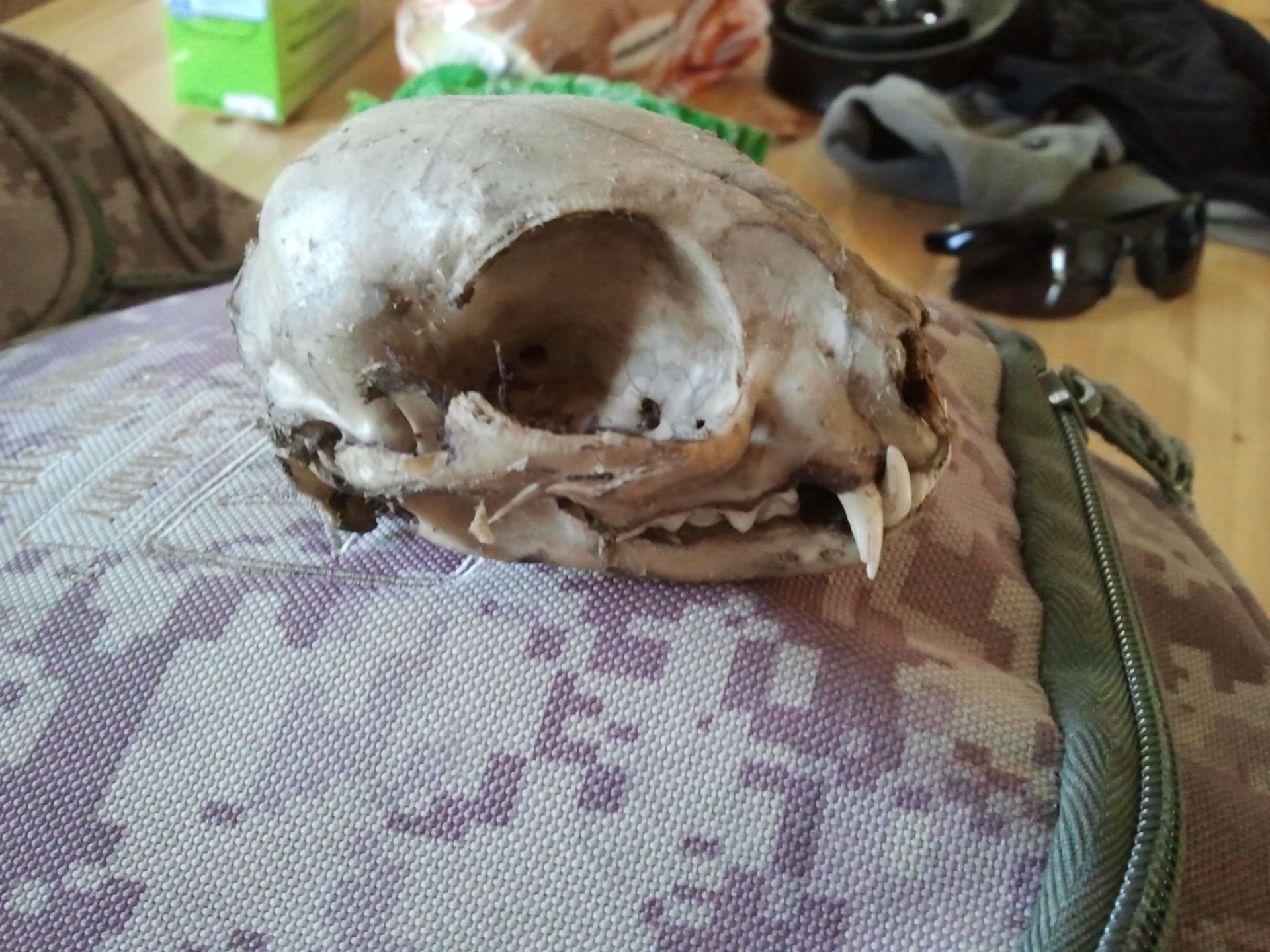 Cranio di animale laterale