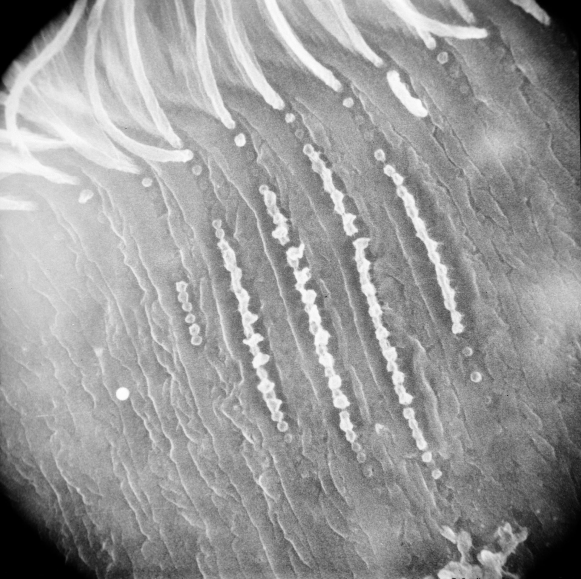 Didinium nasutum (Cilium) - CIL:19538