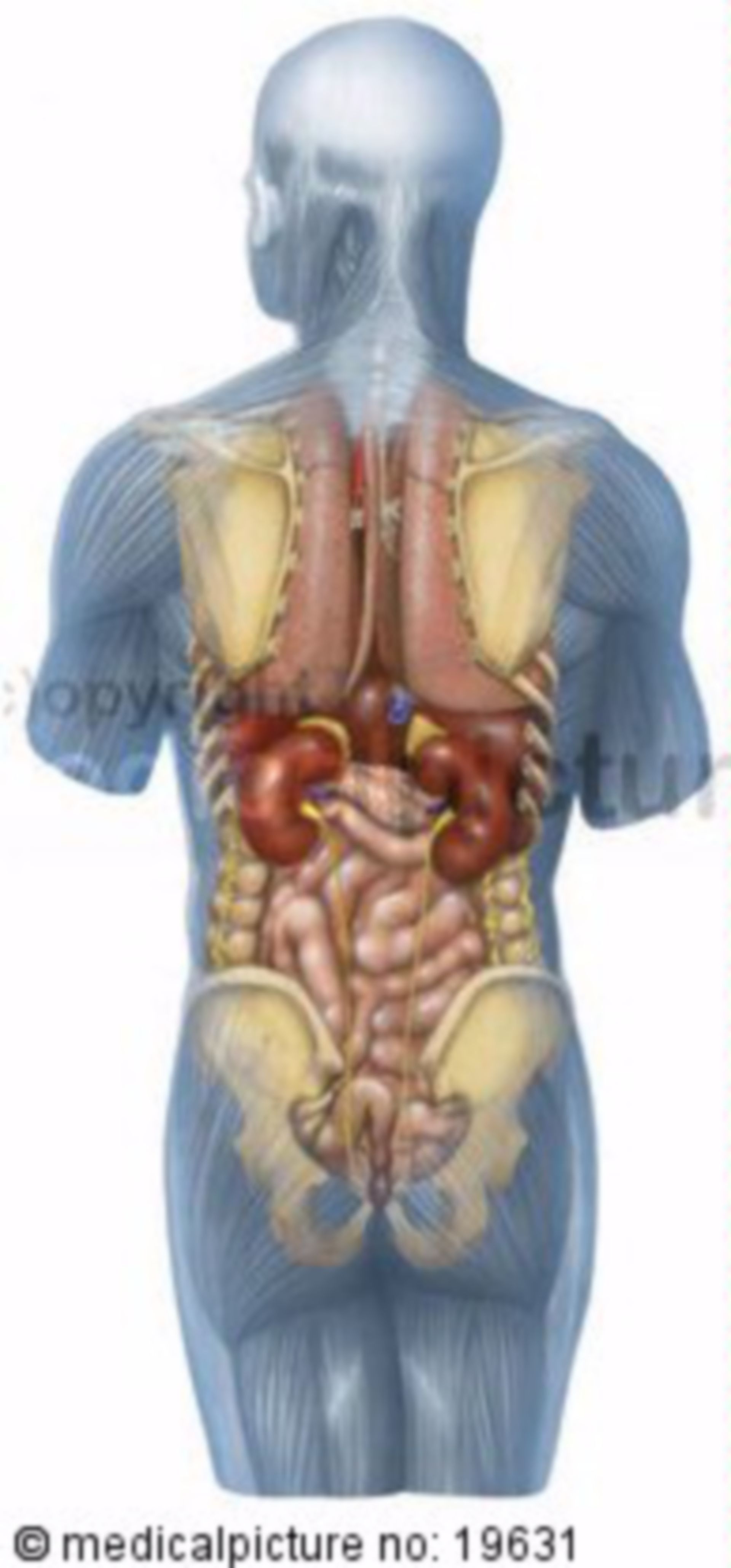Thoracic and Abdominal Organs