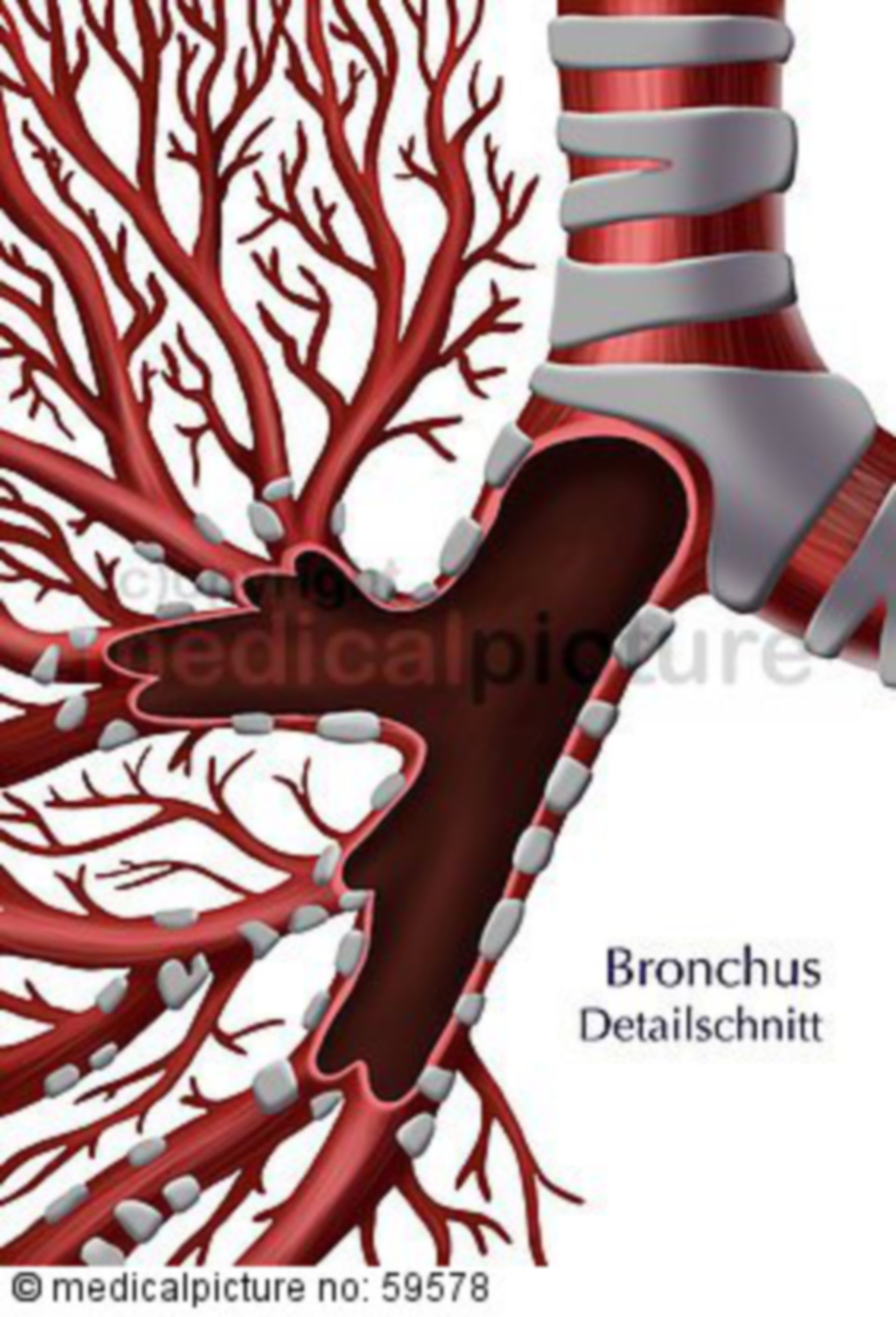 Bronchial system