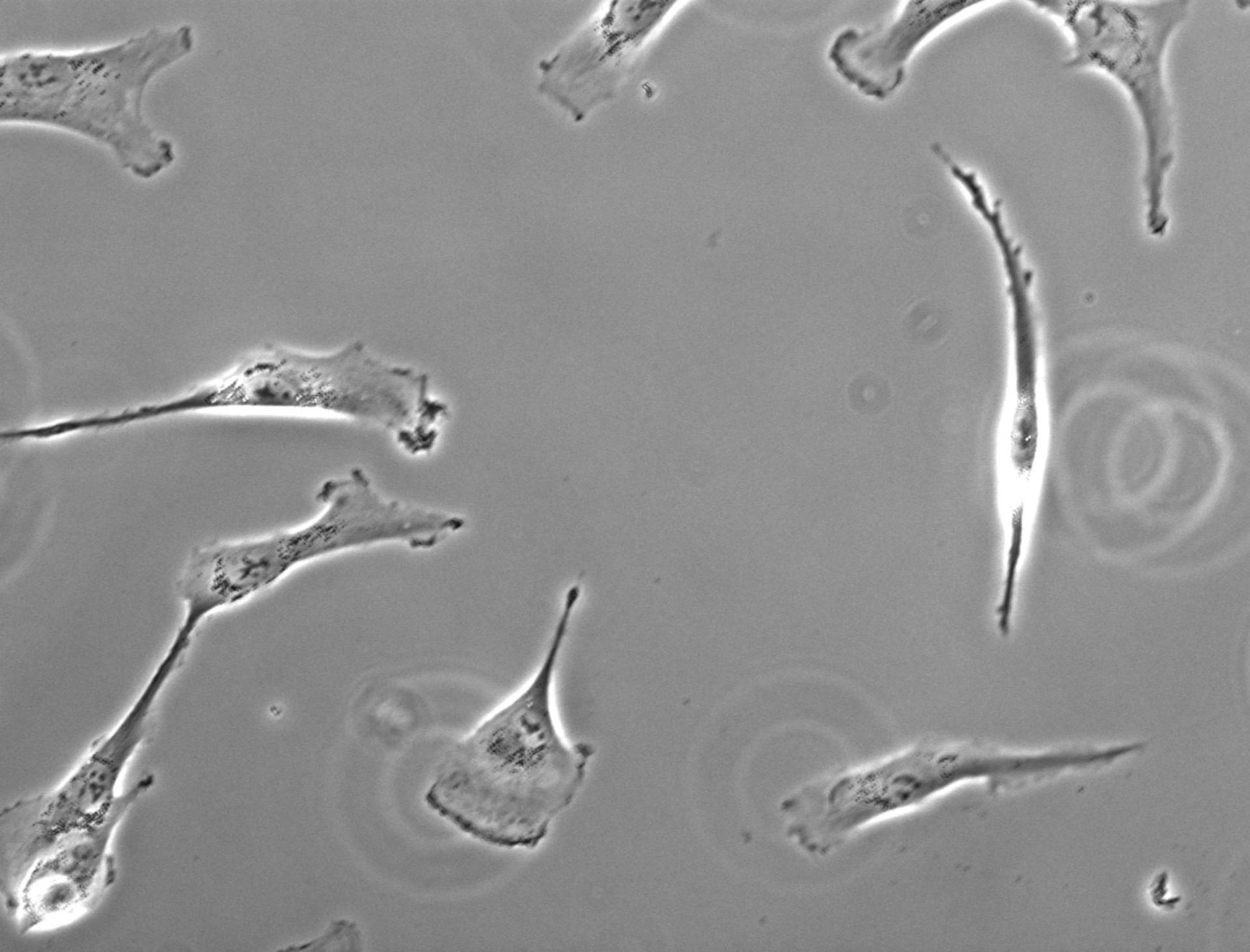 Homo sapiens (Retinal pigment epithelium) - CIL:25692